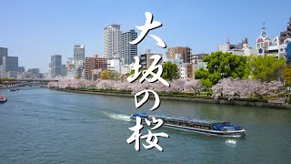 【京の桜、大坂の桜】おすすめ名所 大阪編 Cherry blossomssakura in Osaka [upl. by Gaynor106]