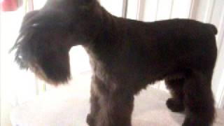 Shawnes Beautiful Schnauzers [upl. by Norri]