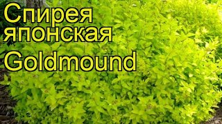 Спирея японская Голдмаунд Краткий обзор описание характеристик spiraea japonica Goldmound [upl. by Kimberly]