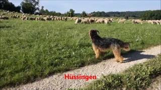 Altdeutscher Hütehund Zora bei der Arbeit [upl. by Ursas]