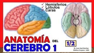 🥇 ANATOMÍA DEL CEREBRO 12 Telencéfalo ¡Explicación Sencilla [upl. by Gardas80]