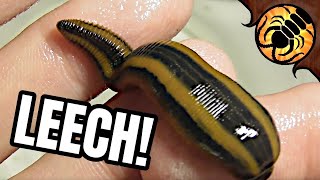 LEECHES Unboxing and Feeding on my blood [upl. by Jedidiah238]