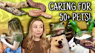 My Daily Routine With 50 Pets Vlog Style [upl. by Shriner547]