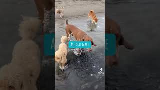 asilo al mare per cani marepercani caniefelici cani mare [upl. by Bondon]