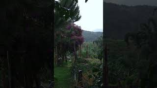 🌧️ ASMR Soft Rain Healing Sounds 🌿 Garden Mountain Rain ☘️ Rooster  Crickets  Birds Sounds 🦗🐓🪶🍁 [upl. by Lat570]