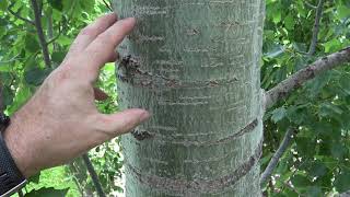 Identifying quaking trembling aspen [upl. by Keung437]