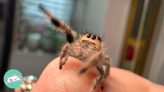 Woman Was Scared Of Friendly Spiders But They Melted Her Heart  Cuddle Buddies [upl. by Poliard]