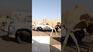 Camel Market Al Qassim Saudi Arabiacamel saudidesert [upl. by Aramak]