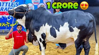 1 CARORE KA JANWAR 😍  HEAVY BULL OF 2024  MISHKAT KHAN [upl. by Ceciley299]