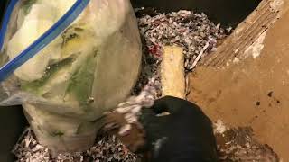 VermiBag Update Using Diatomaceous Earth [upl. by Blase]