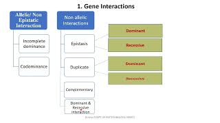 Genetics  Gene interactions [upl. by Gillett]