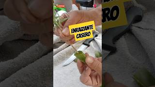 El Mejor Enraizante Casero Para Esquejes Usando El Aloe Vera Para FloresFrutales Entre Más [upl. by Zere701]