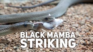 Black Mamba Striking [upl. by Erfert]