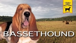 BASSET HOUND trailer documentario [upl. by Adidnere]