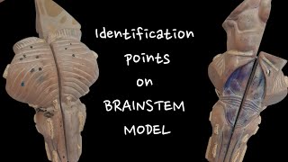 1 minute Ospe of Brainstem model  Identification points  Midbrain Pons Medulla [upl. by Sualokcin351]