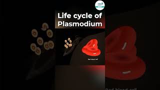 Life Cycle of Plasmodium 🦟  shorts ytshorts  Infinity Learn NEET [upl. by Oravla]