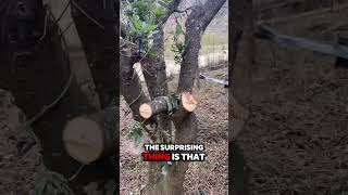 This Machine Cuts Forest Plants 🌲✂️shorts youtubeshorts shortvideo [upl. by Demha239]