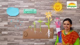 Germination activity for kids  how a plant grows by Adhyayan School [upl. by Sasnett]