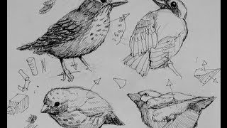 Pen amp Ink Drawing Tutorials  How to draw birds [upl. by Trotta483]