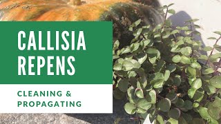 Cleaning up and Propagating my Callisia Repens creeping inchplant Bolivian Jew or turtle vine [upl. by Seth]