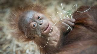 Meet Jarang Adorable Baby Orangutan Born at Blackpool Zoo [upl. by Dody]