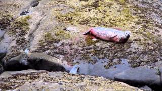 Harbor Seal Pupping [upl. by Chappell301]