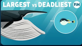 What If a Whale Swallowed a Poisonous Pufferfish  Tetrodotoxin explained [upl. by Metabel]