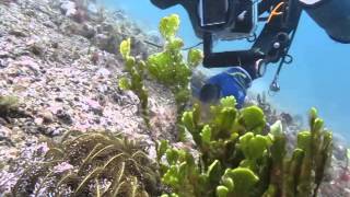 Amazing Found in Anilao Secret Bay  Halimeda Ghost Pipefish [upl. by Nallad]