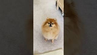 Tiny Pomeranian Barks That Will Melt Your Heart [upl. by Arihppas]