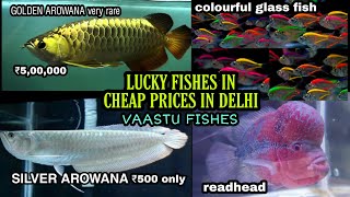 AROWANA RARE VAASTU FISH IN CHEAP PRICE IN DELHI  Silver arowana gold arowana amp glass fish [upl. by Milford]