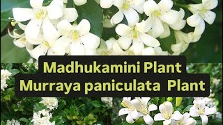 Madhukamini Plant Murraya paniculata Plant my home garden 😊khushi [upl. by Yaras]