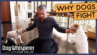 Raging Jack Russells Wont Stop Fighting  Season 8 Episode 2  Dog Whisperer [upl. by Matheson102]