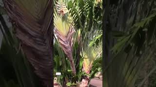 Plants with Amazing Abilities The Palm Tree That Saves Travelers [upl. by Angelis]