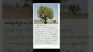 జమ్మి చెట్టు ప్రాముఖ్యత trendingshortsviral [upl. by Brynn]