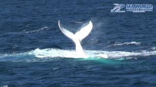 MIGALOO stops by the Gold Coast  Sea World Whale Watch [upl. by Kcirtapnaes566]