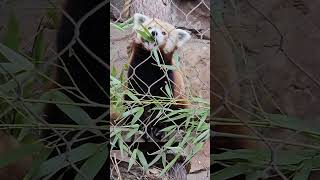 Red panda eating bamboo shorts animalshorts philadelphiazoo redpanda cute kungfupanda bamboo [upl. by Jonathan]