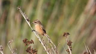 Common Stonechat Saltimpalo Saxicola torquata [upl. by Marcellina]