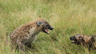 Hyena VS Wild dogs [upl. by Ibrab]