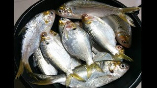 Herring Fish Fry With Special Masala BhingThodiVatta mathi Meen Varathathu फिश फ्राई മീൻ ഫ്രൈ [upl. by Bixby822]