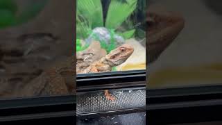 Cute lizard wants to get out [upl. by Dirgni]