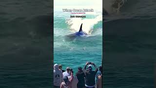 Orca attacks seaanimals wildlife shark nature [upl. by Euqinehs]