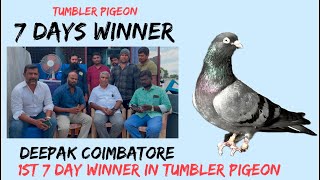 Deepak Coimbatore 1st 7 day tournaments winner tumbler pigeon winner [upl. by Eirrek]