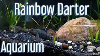 Rainbow darter Indiana native aquarium [upl. by Auhel]