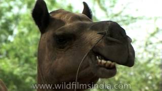 The cutest Camels teeth you ever saw [upl. by Mehta]