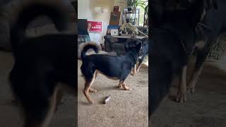 Sibling rivalry One toy dominance rottsky doglover doglife ontario canada kong [upl. by Isma]