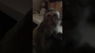 Pet monkey smacks Boston Terrier [upl. by Arlo174]