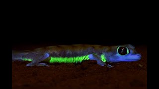 Neongreen flourescence in the desert gecko Pachydactylus rangei [upl. by Ardrey170]