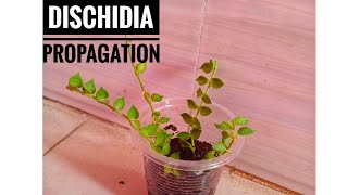 The Easiest Way To Propagate Dischidia  Dischidia Propagation  Millions Of Heart Propagation [upl. by Yentyrb]