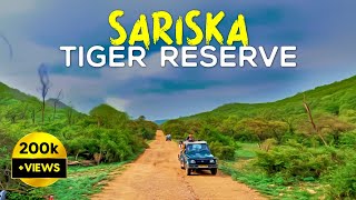 Sariska Tiger Reserve Monsoon Safari 2023 Tehla Gate  4K Video Hindi  हिन्दी [upl. by Jaquenette]