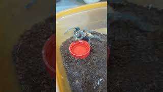 chromatopelma cyaneopubescens green bottle blue tarantula [upl. by Eycal]